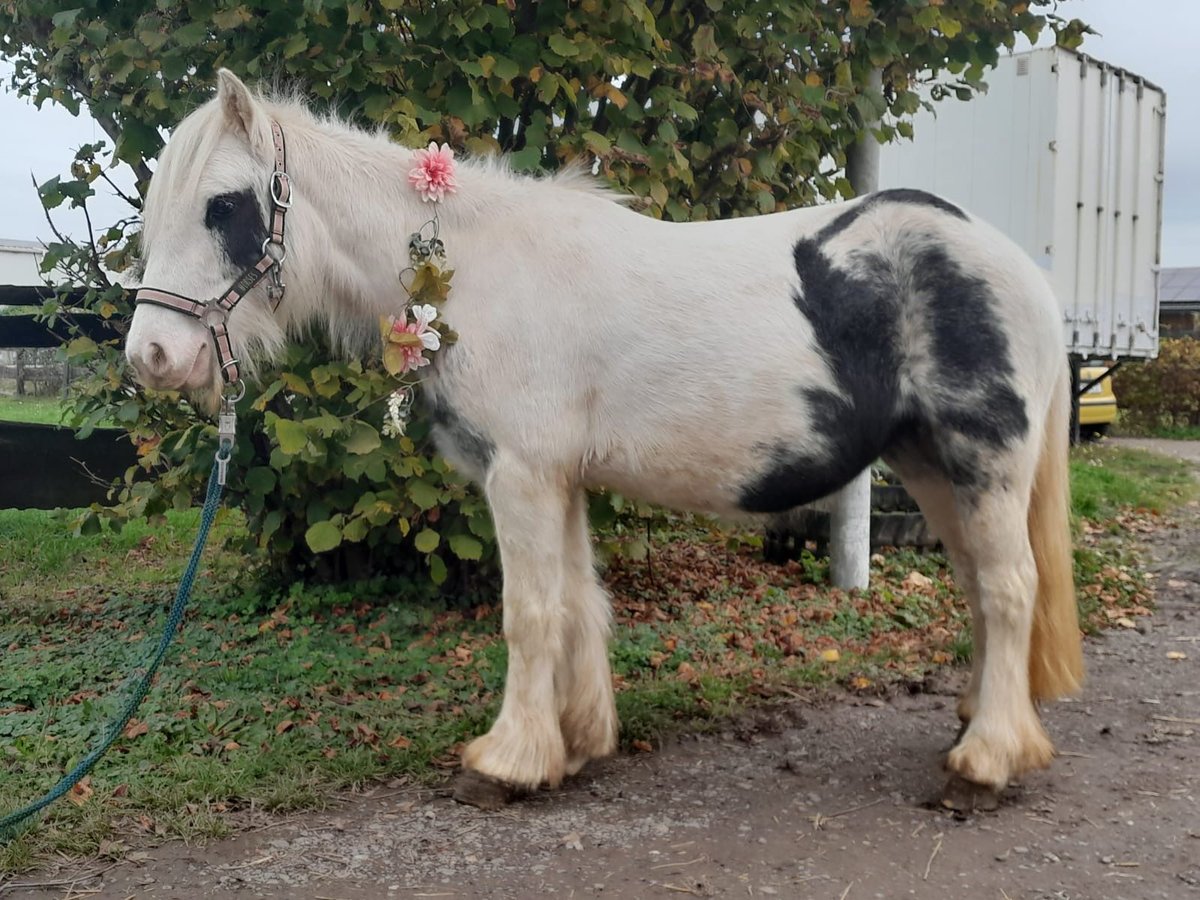 Gypsy Horse Mare 4 years 12 hh Pinto in Niederzier