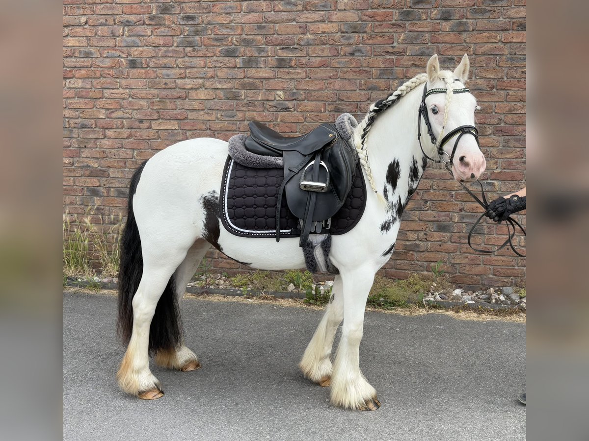 Gypsy Horse Mare 4 years 12,2 hh in Niederkassel