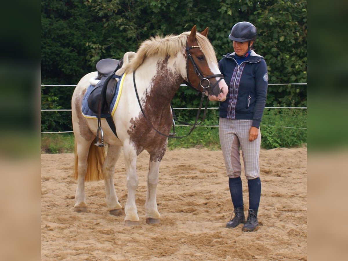 Gypsy Horse Mare 4 years 12,3 hh Pinto in Velpke