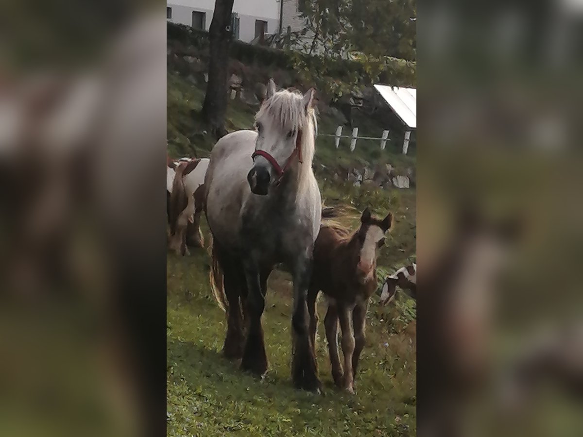 Gypsy Horse Mare 4 years 13 hh Gray-Dapple in Paldau