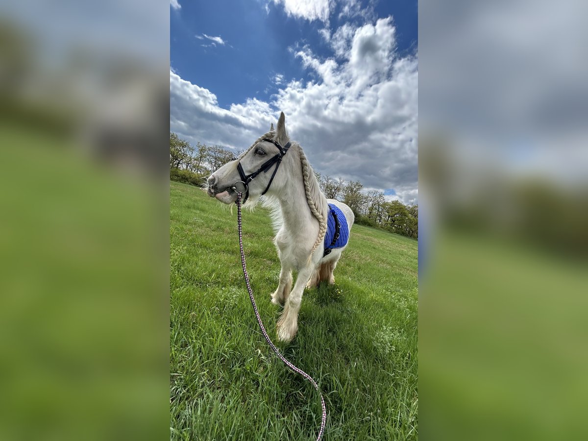 Gypsy Horse Mare 4 years 14,1 hh Palomino in Helbra