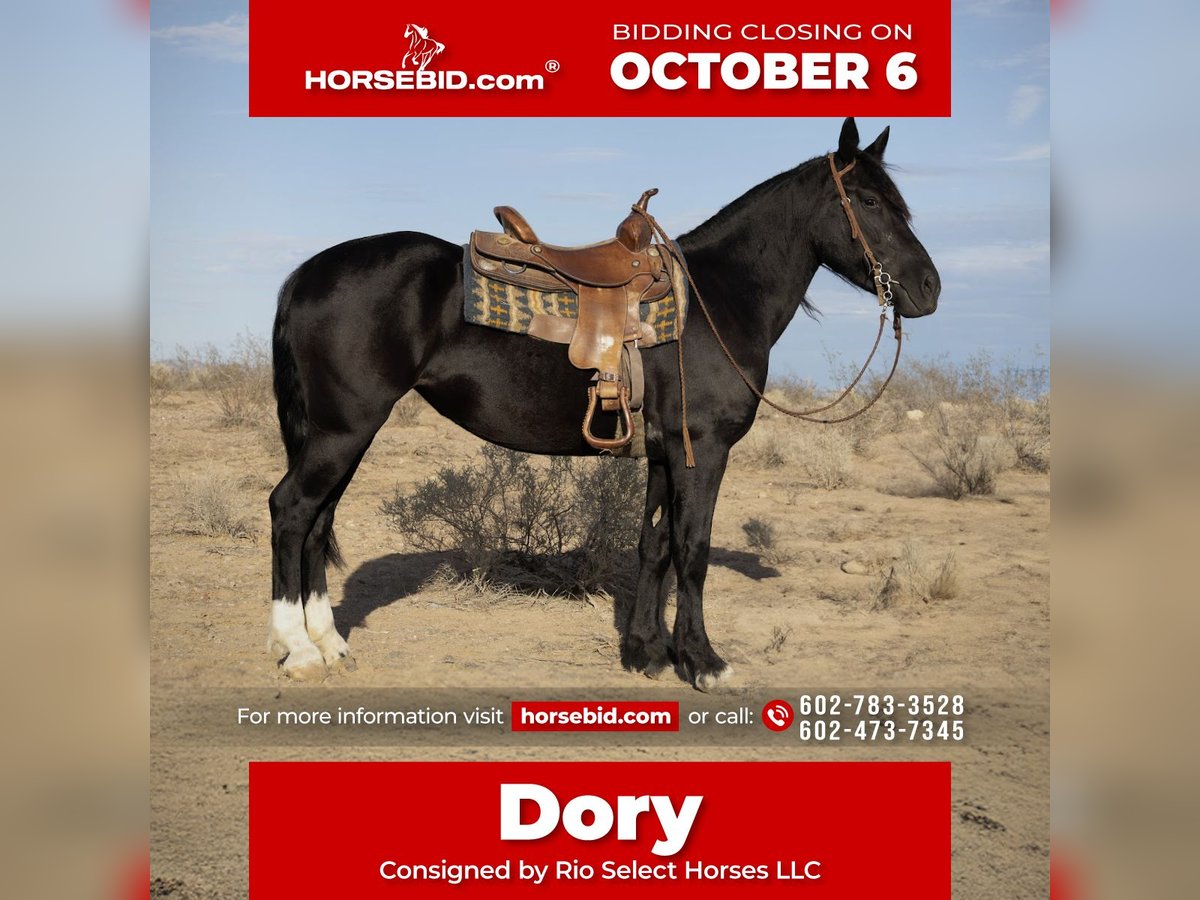 Gypsy Horse Mix Mare 4 years 14,3 hh Black in Tonopah