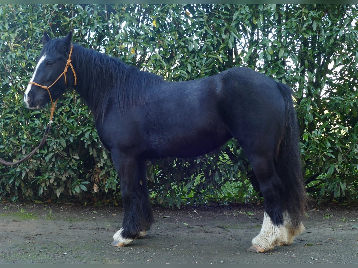 Gypsy Horse Mare 4 years 14,1 hh Black in Lathen
