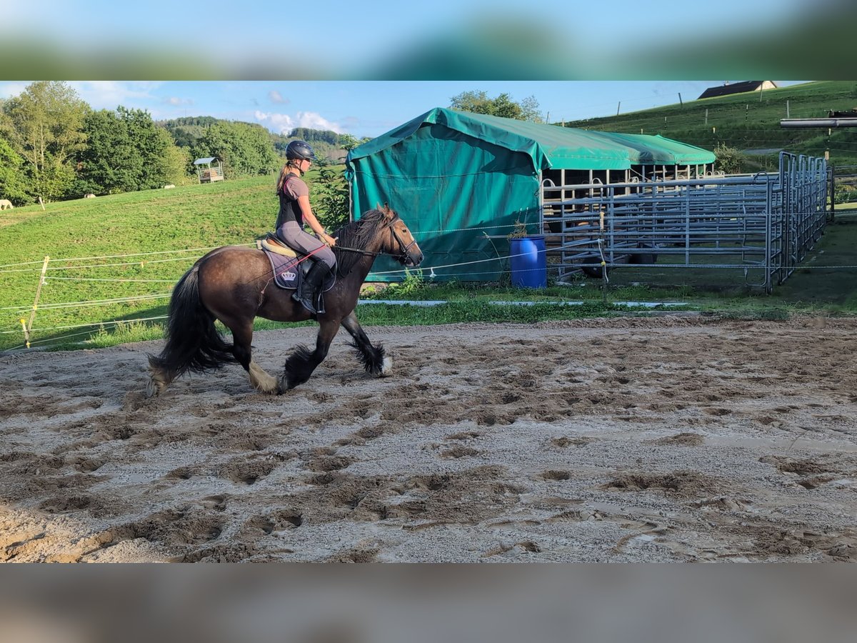 Gypsy Horse Mare 4 years 14,2 hh Bay-Dark in Morsbach