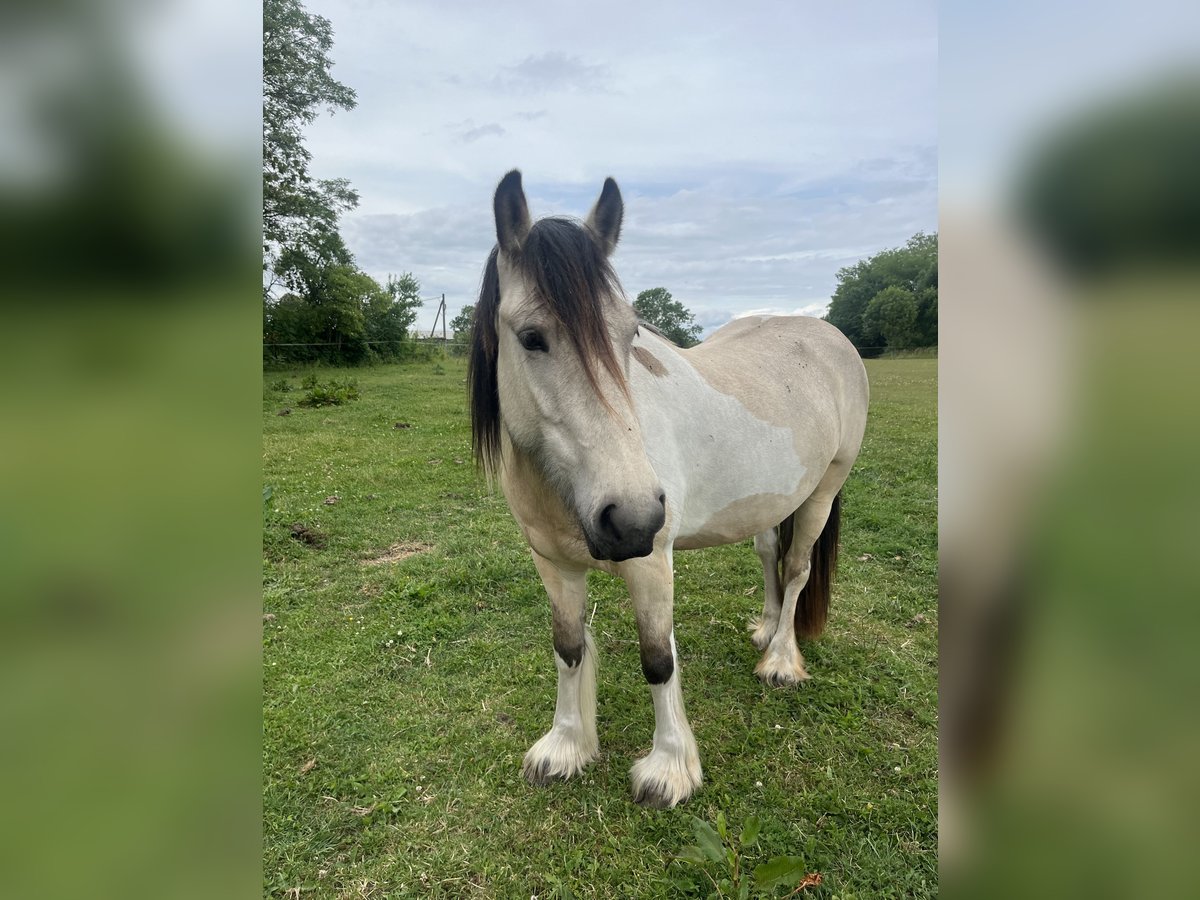 Gypsy Horse Mix Mare 4 years 14,2 hh Buckskin in Chorin