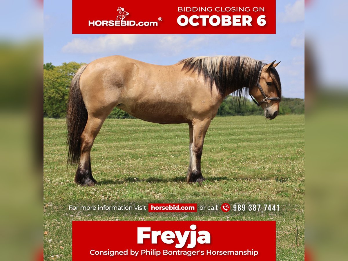 Gypsy Horse Mix Mare 4 years 14,3 hh Dun in Howell