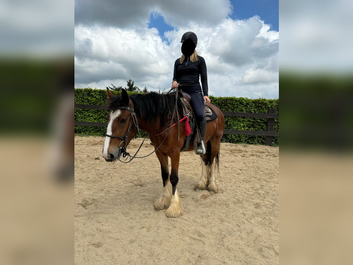 Gypsy Horse Mare 4 years 15 hh Brown in Daleiden
