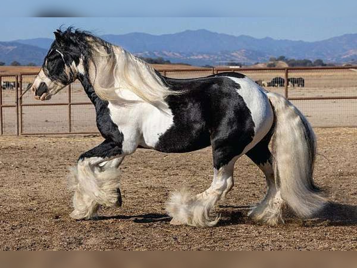 Gypsy Horse Mare 4 years 15 hh Can be white in Seattle