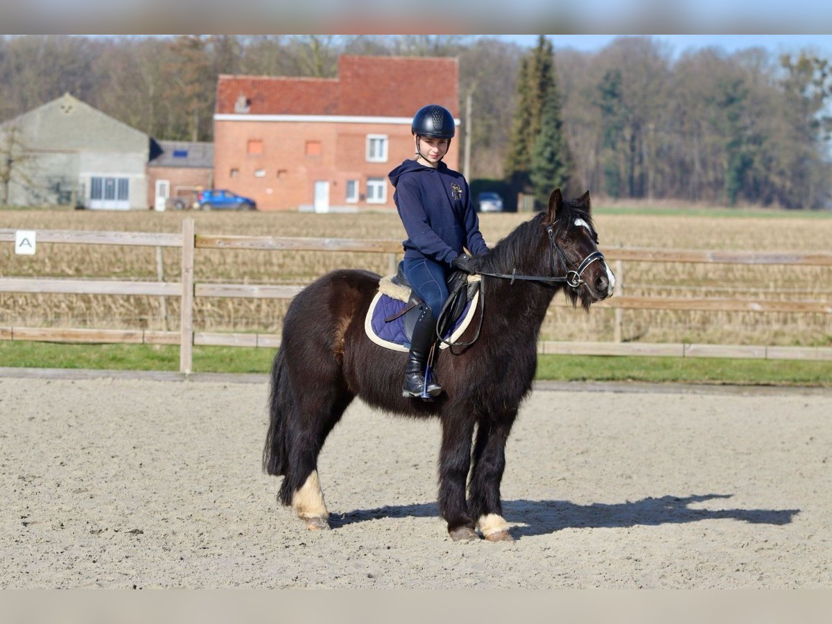 Gypsy Horse Mare 5 years 12,1 hh Black in Bogaarden