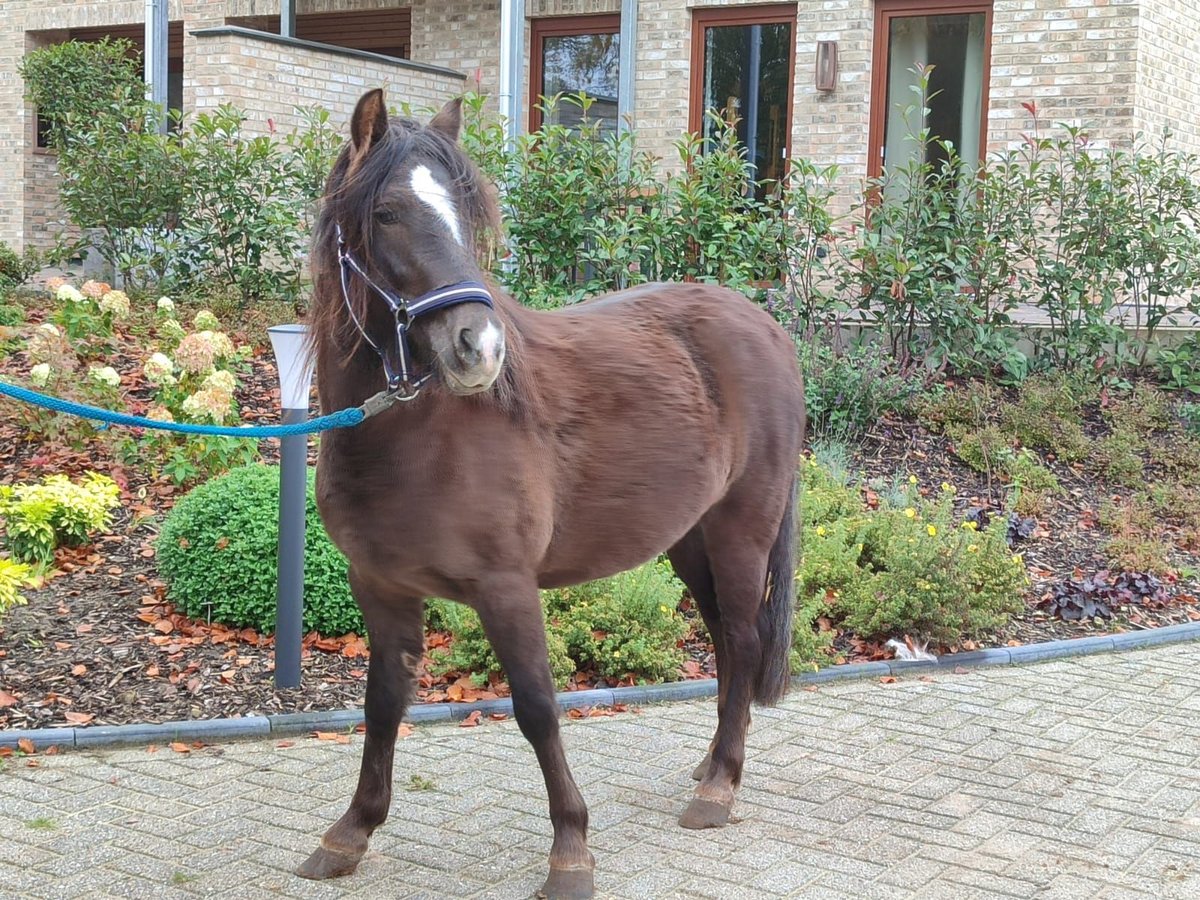 Gypsy Horse Mix Mare 5 years 12,2 hh Chestnut in Metelen