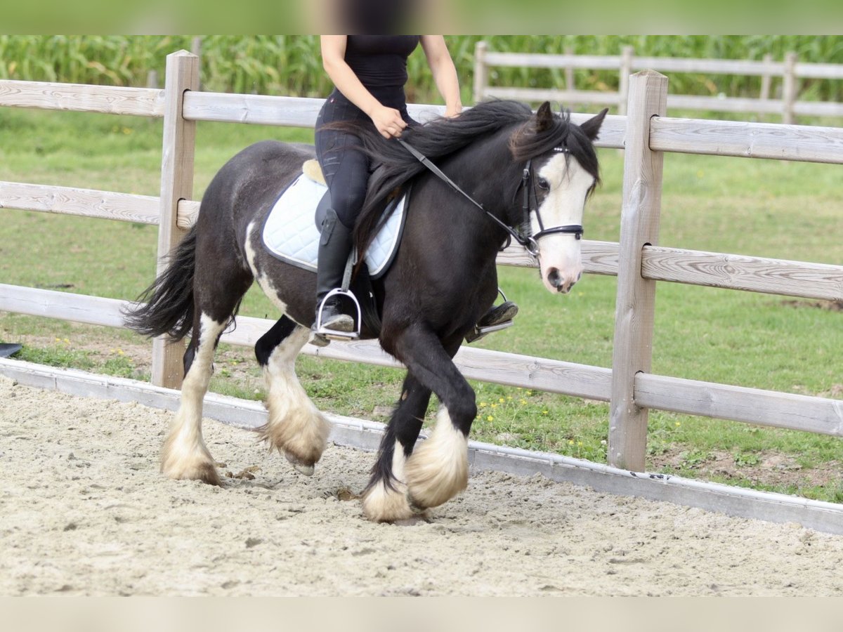 Gypsy Horse Mare 5 years 12,2 hh Pinto in Bogaarden