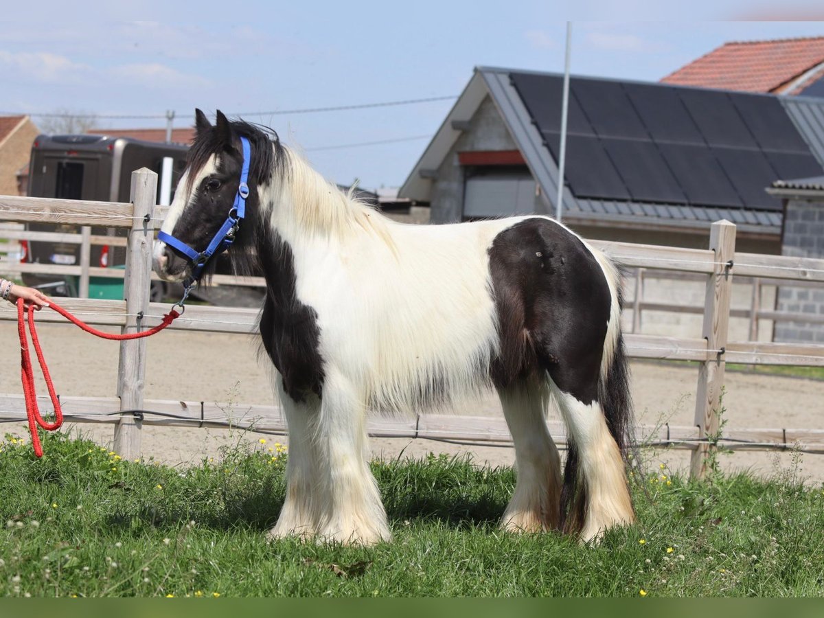 Gypsy Horse Mare 5 years 12,1 hh Pinto in Bogaarden