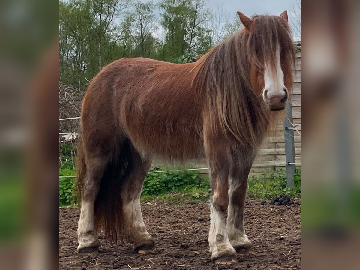 Gypsy Horse Mare 5 years 12,3 hh in Norderstedt