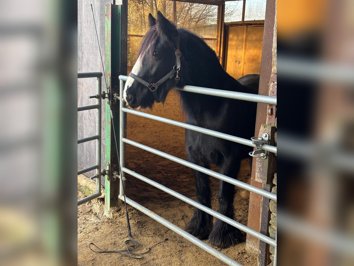 Gypsy Horse Mare 5 years 13,1 hh Black in Essen