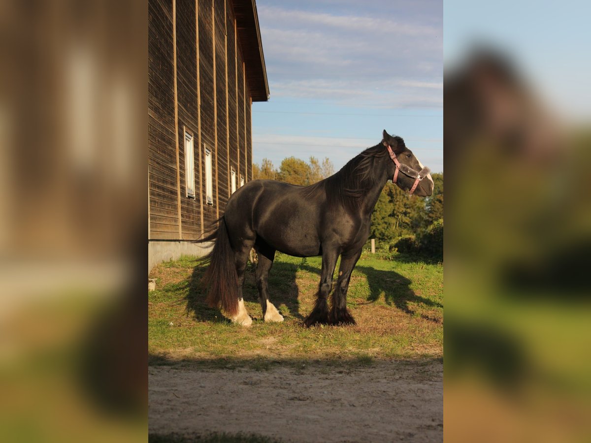 Gypsy Horse Mare 5 years 13,1 hh Black in Essen