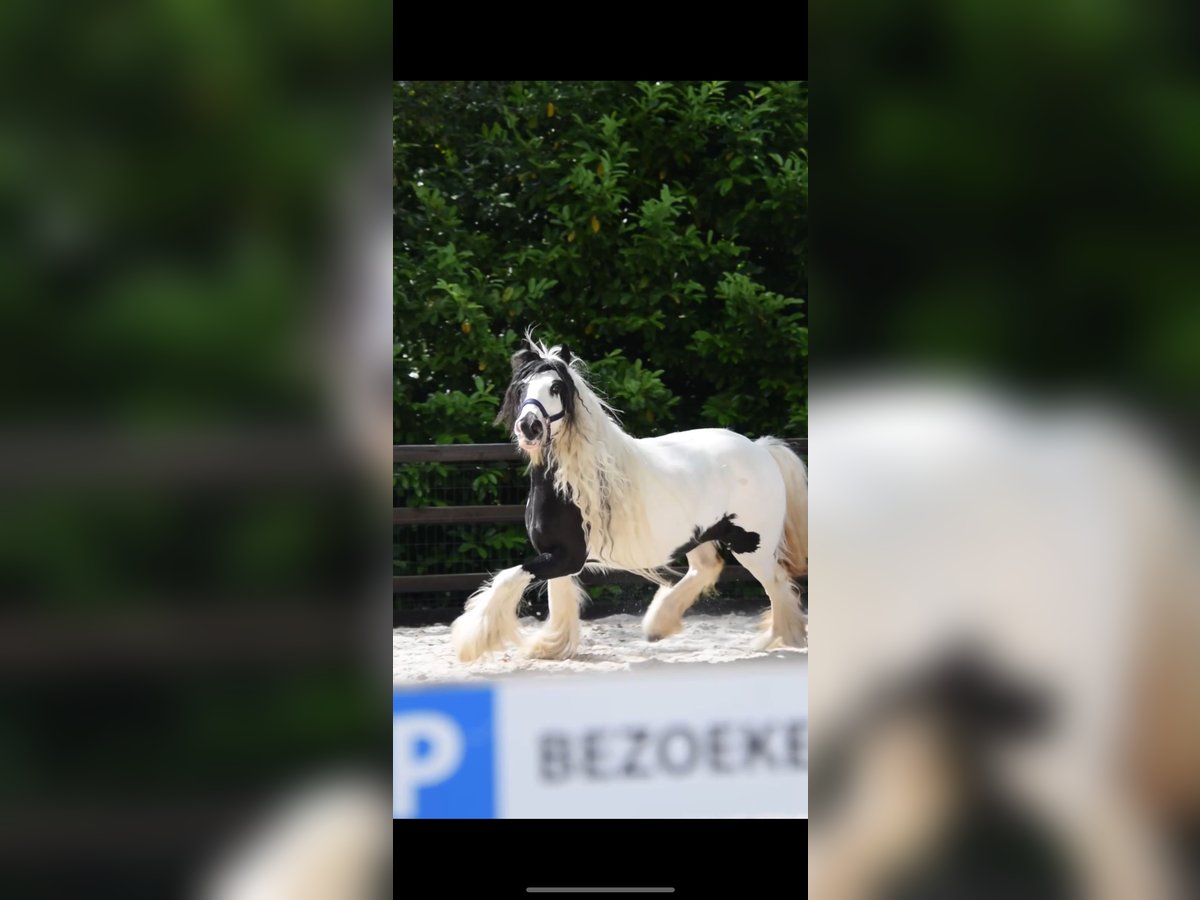 Gypsy Horse Mare 5 years 13,1 hh Gray-Dark-Tan in Maartensdijk