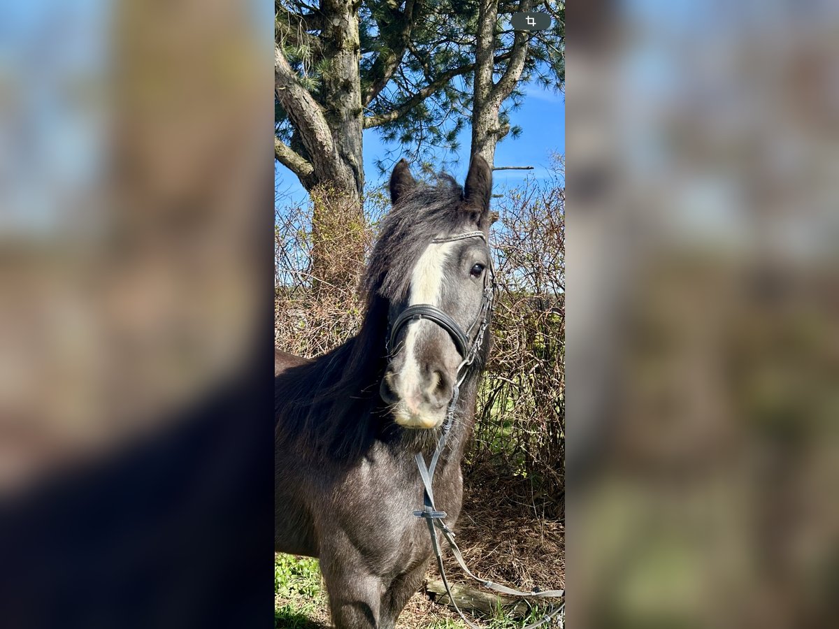 Gypsy Horse Mare 5 years 13,2 hh Black in Pelmberg