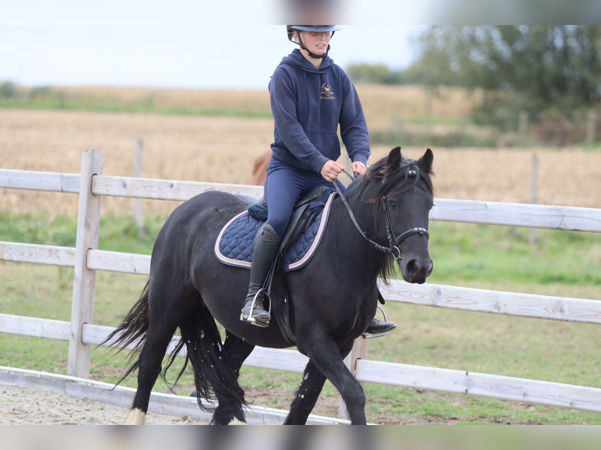 Gypsy Horse Mare 5 years 13,2 hh Black in Bogaarden