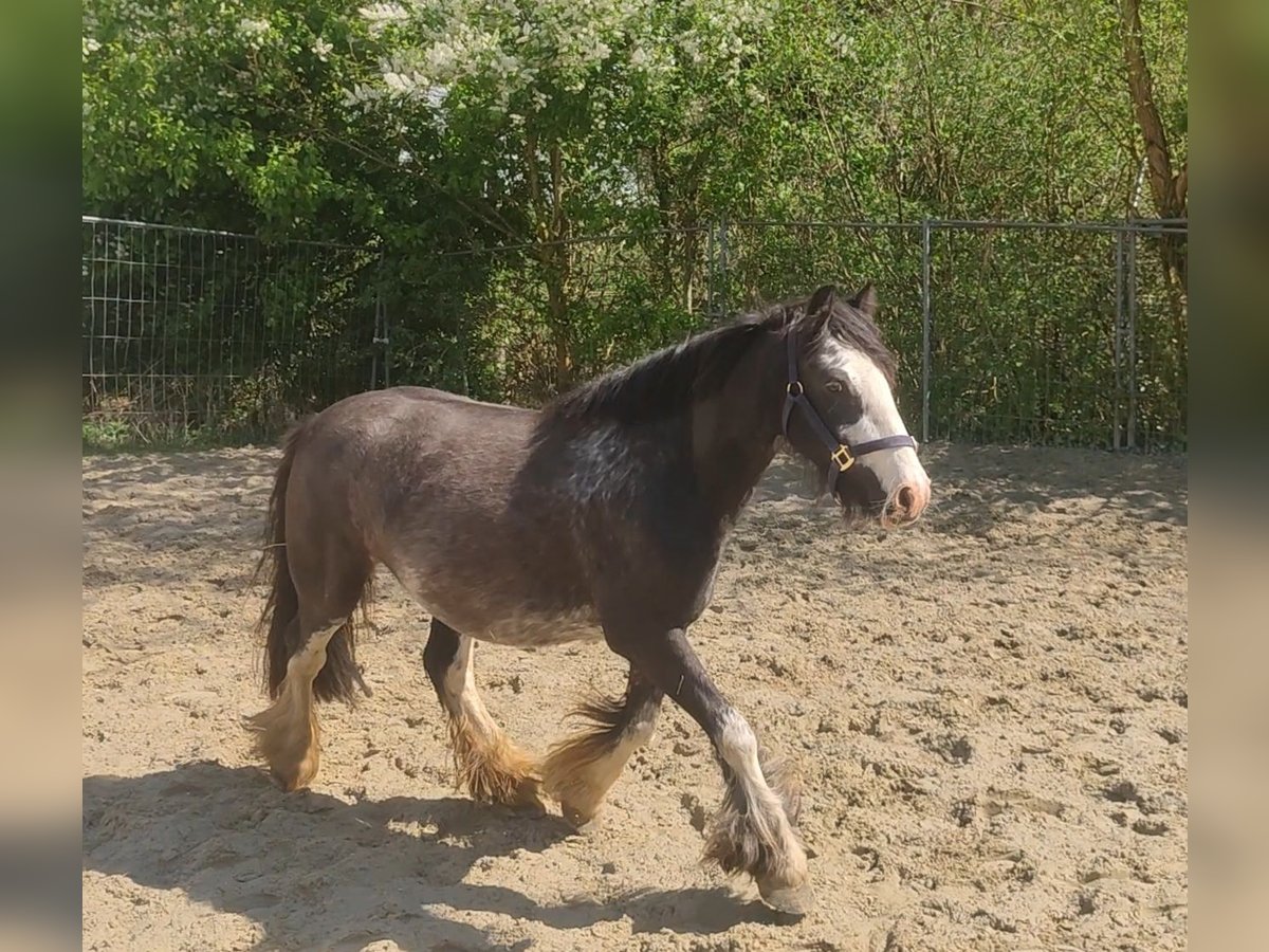 Gypsy Horse Mare 5 years 13,2 hh Brown Falb mold in Lage Gypsy Horse Mare 5 years 13,2 hh Brown Falb mold in Lage