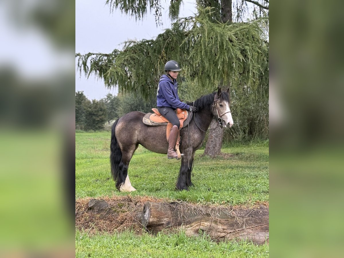 Gypsy Horse Mare 5 years 13,2 hh Buckskin in Achstetten