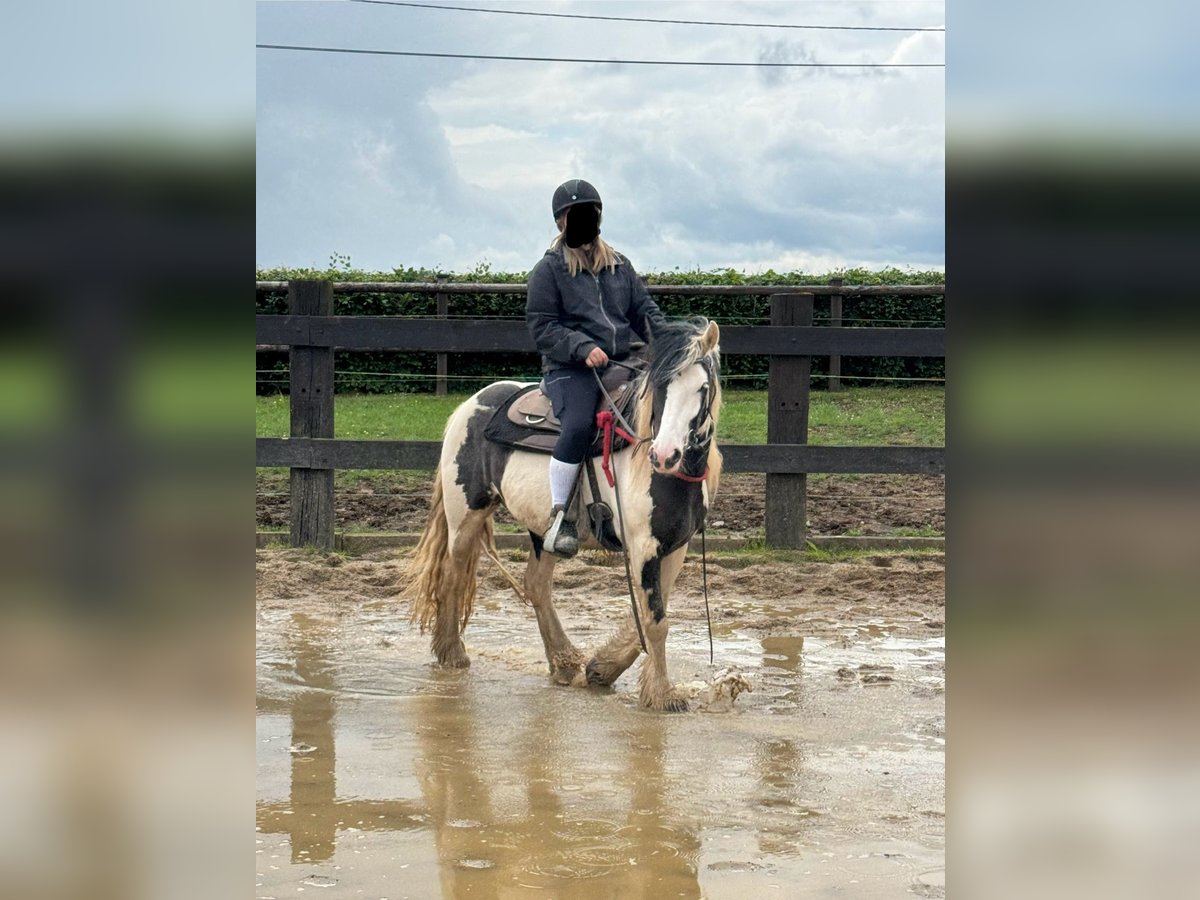 Gypsy Horse Mare 5 years 14,1 hh Pinto in Daleiden