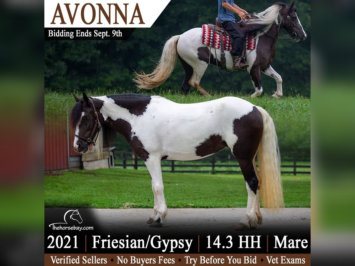 Gypsy Horse Mix Mare 5 years 14.2 hh Tobiano-all-colors in Shipshewana, IN