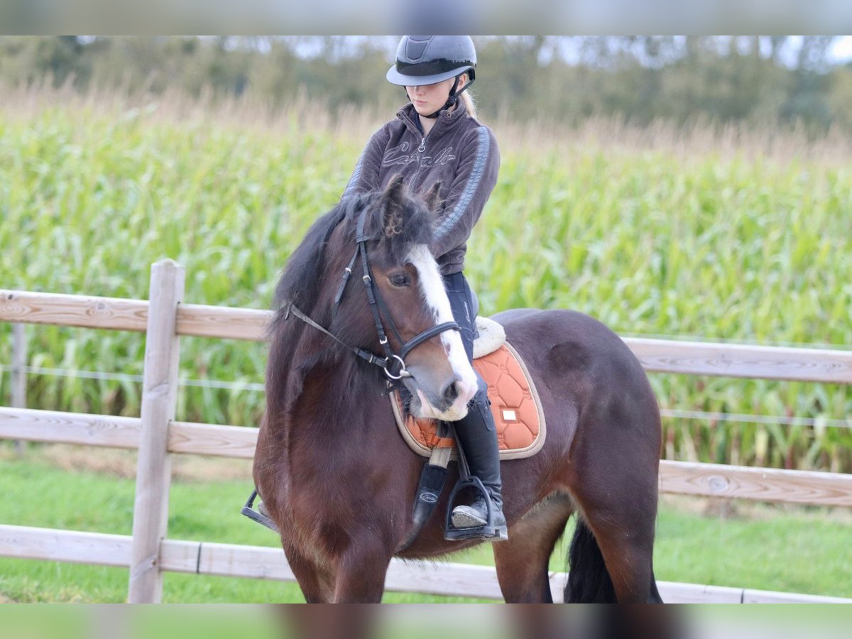 Gypsy Horse Mare 5 years 14 hh Brown in Bogaarden