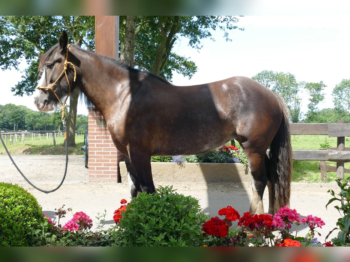 Gypsy Horse Mare 5 years 14,1 hh Black in Lathen