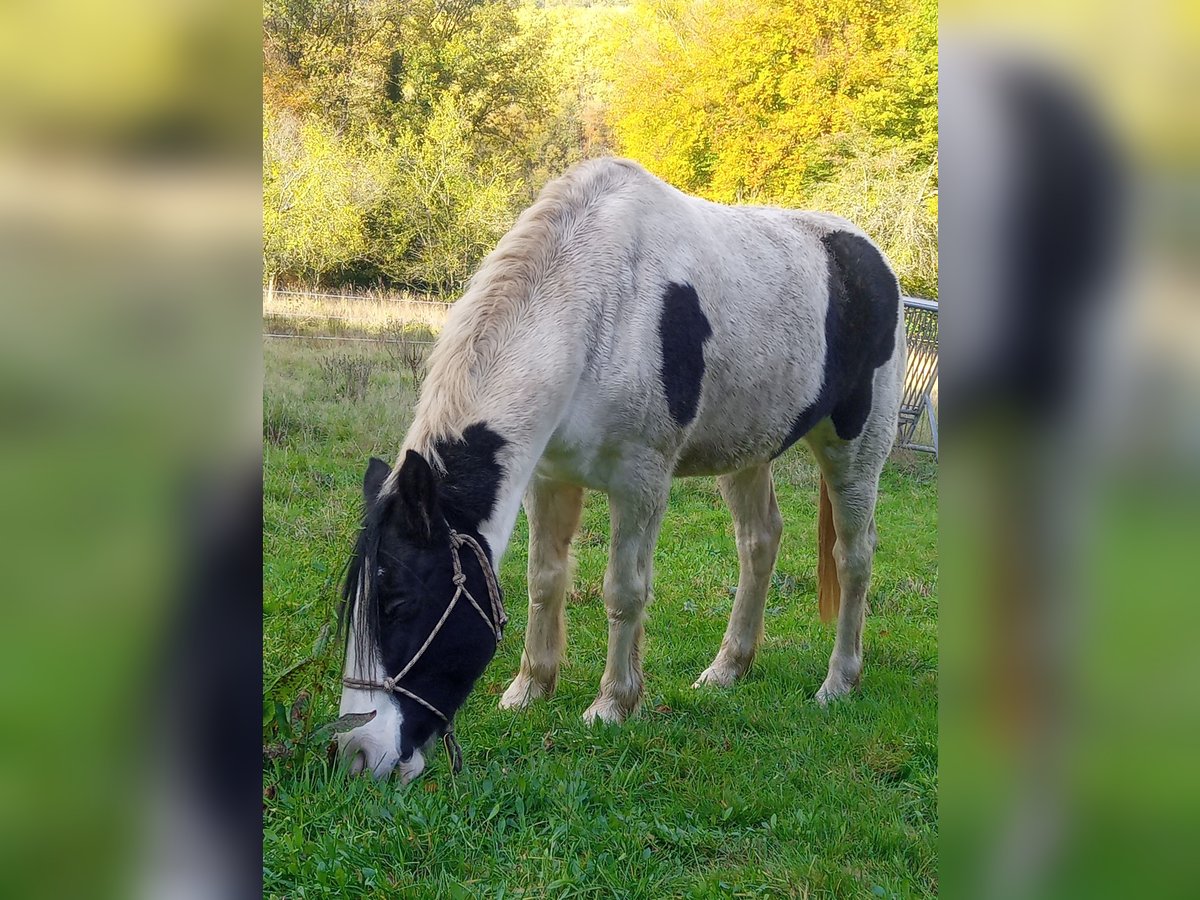 Gypsy Horse Mix Mare 5 years 14,1 hh Pinto in Mettlach
