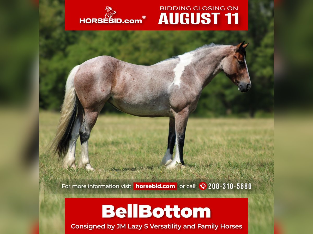 Gypsy Horse Mix Mare 5 years 14,2 hh in Baxter Springs, KS