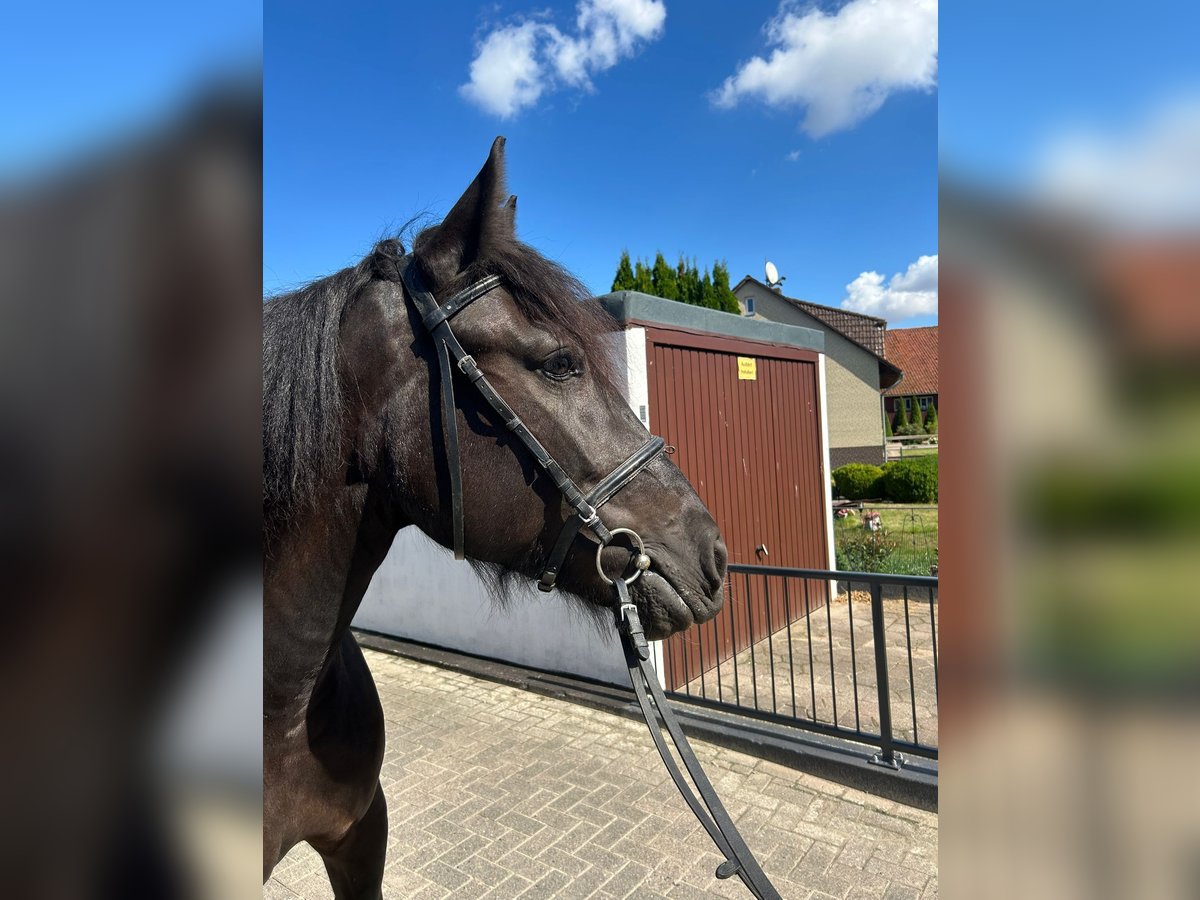Gypsy Horse Mare 5 years 15,1 hh Black in EinbeckEinbeck