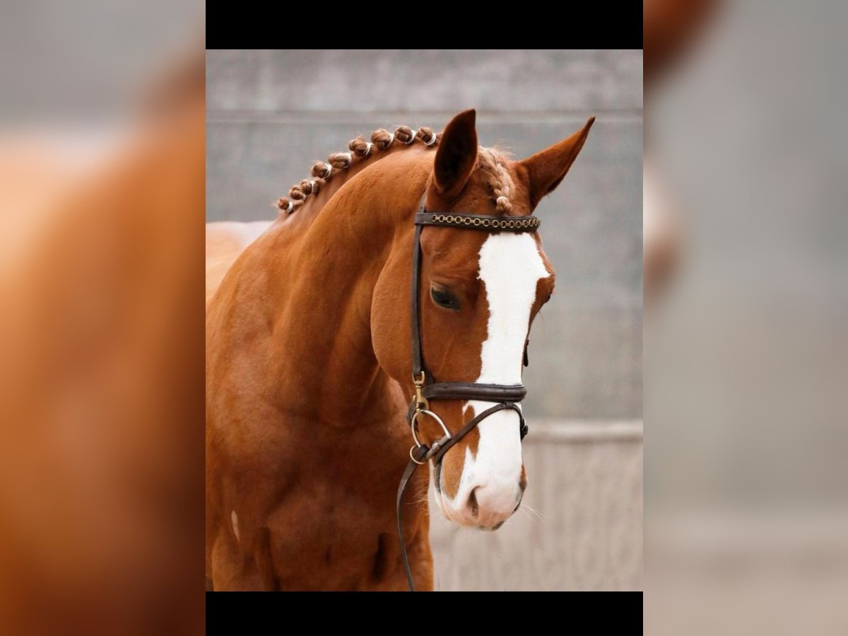Gypsy Horse Mare 5 years 15,1 hh Chestnut-Red in Almere