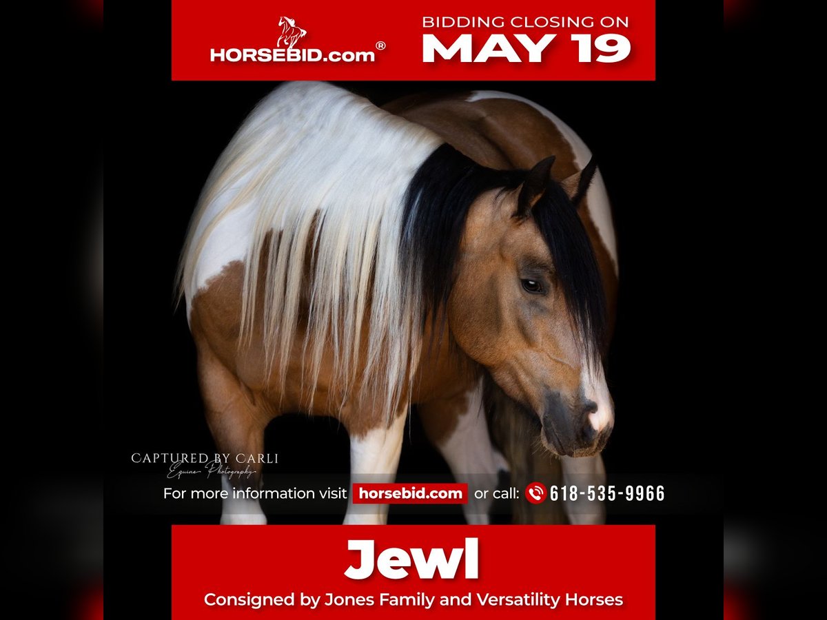 Gypsy Horse Mix Mare 5 years 15,1 hh in Lewistown, IL