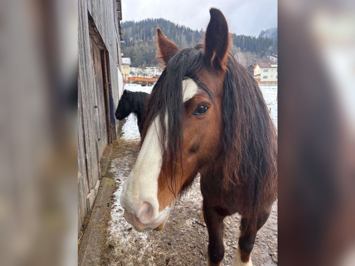 Gypsy Horse Mare 6 years 14,1 hh Brown in Kapfenberg