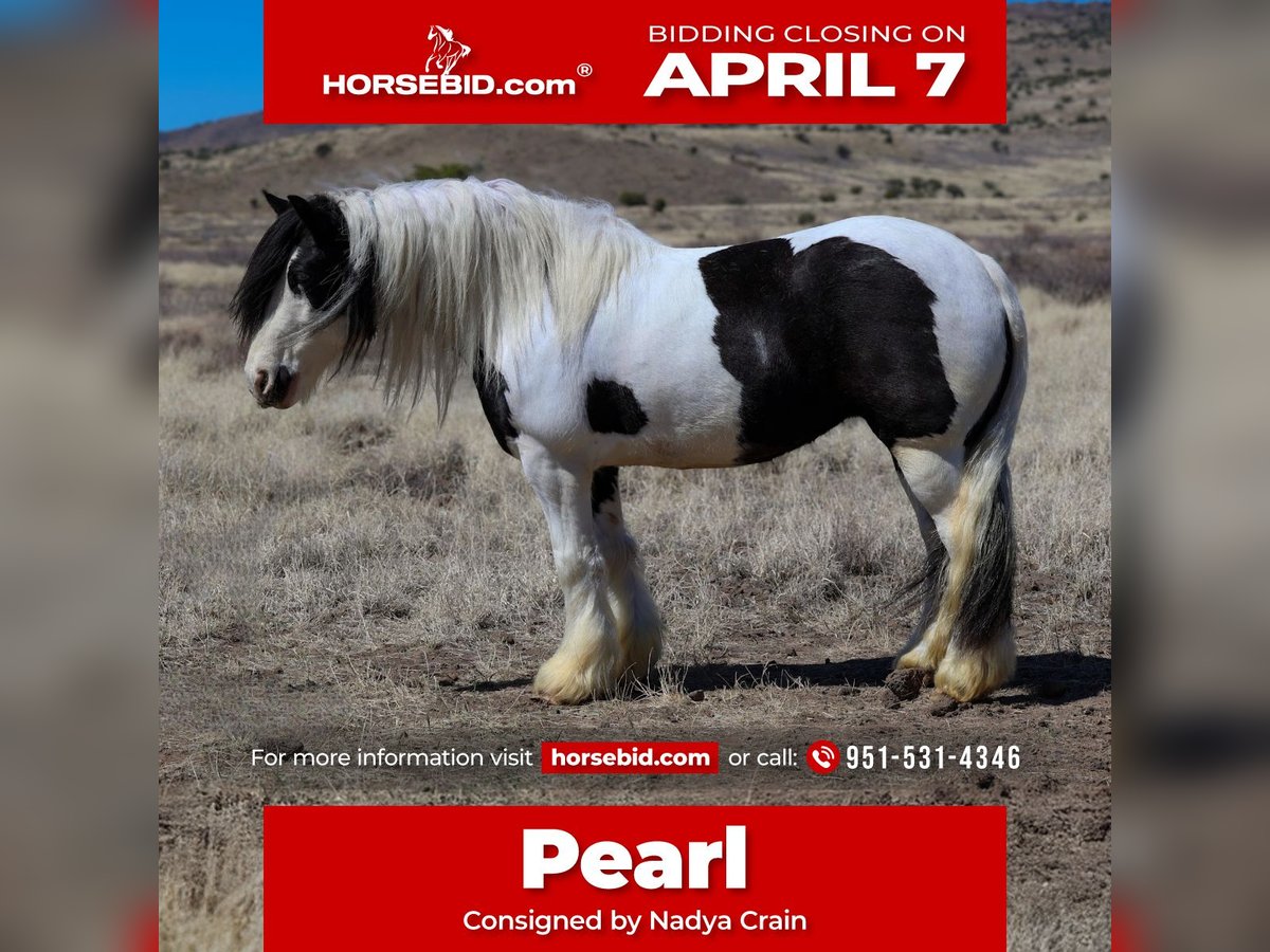 Gypsy Horse Mare 6 years 14,3 hh in Camp Verde, AZ