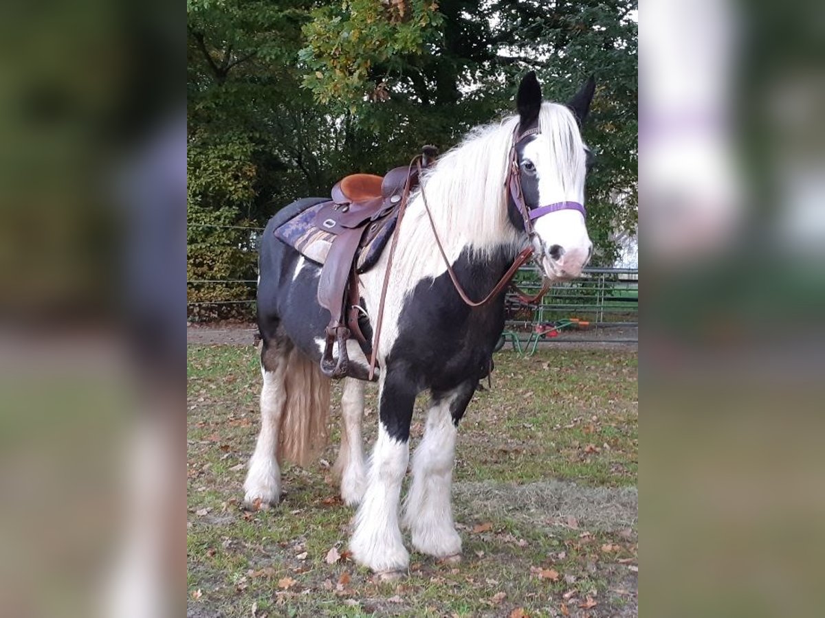 Gypsy Horse Mare 6 years 14 hh Tobiano-all-colors in Zetel Zetel