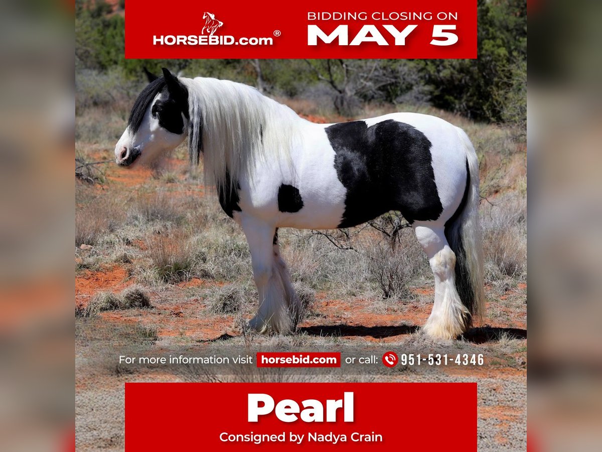 Gypsy Horse Mare 6 years 14,2 hh in Camp Verde, AZ