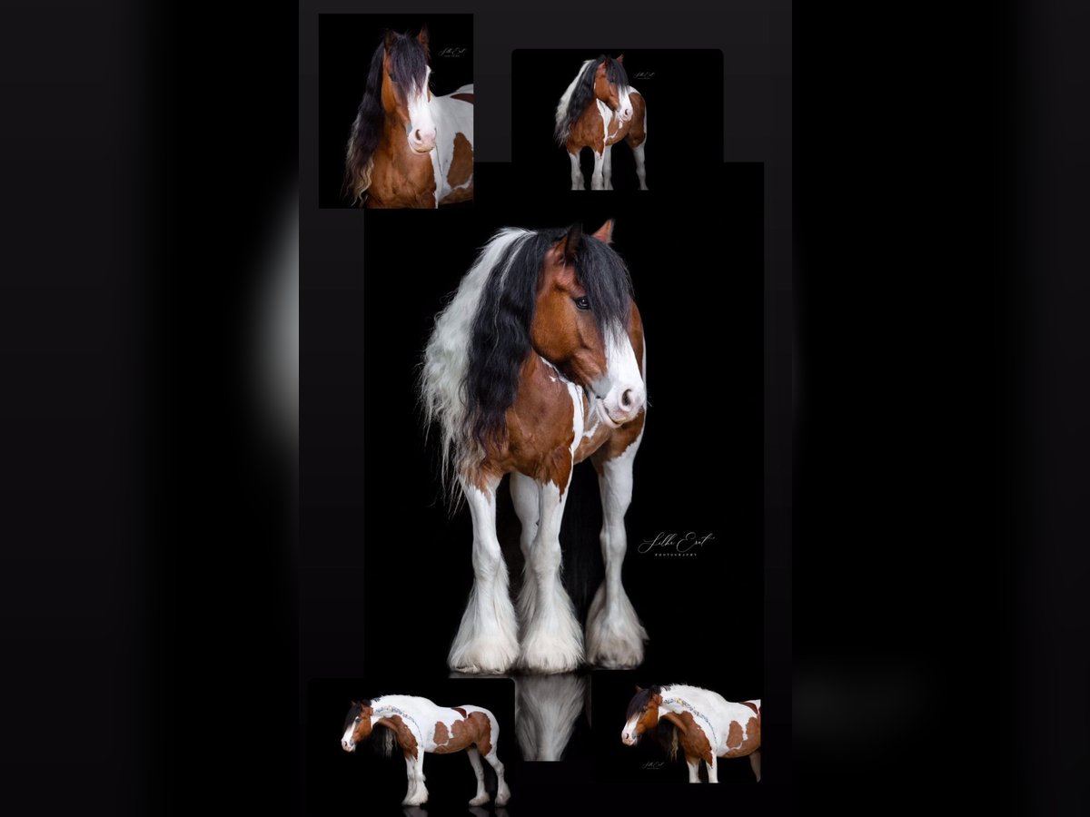 Gypsy Horse Mare 6 years 15 hh Pinto in Walzbachtal