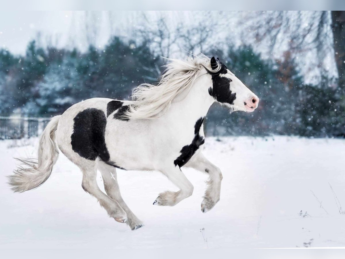 Gypsy Horse Mare 6 years 16 hh Pinto in Ostaszów