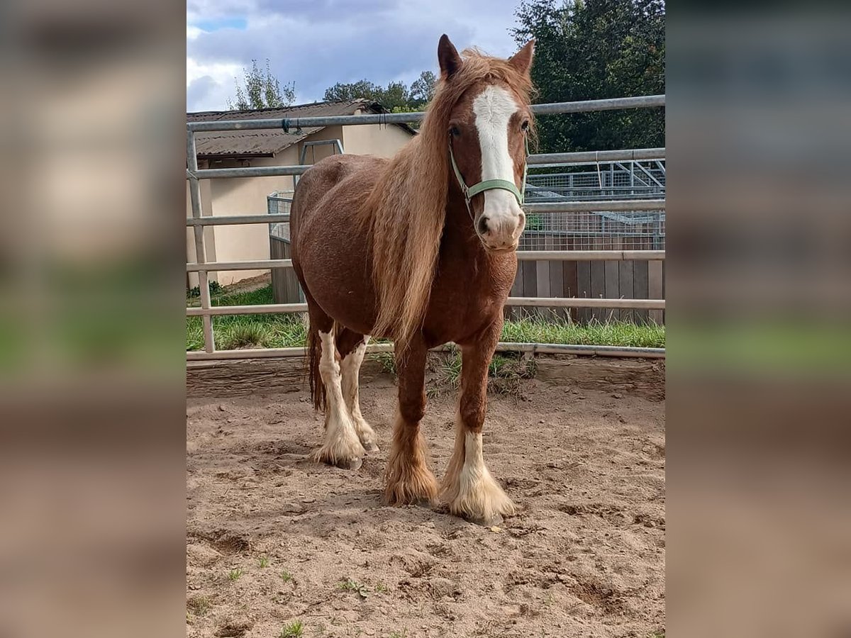 Gypsy Horse Mare 7 years 13,3 hh Chestnut-Red in Klecza   Wlen