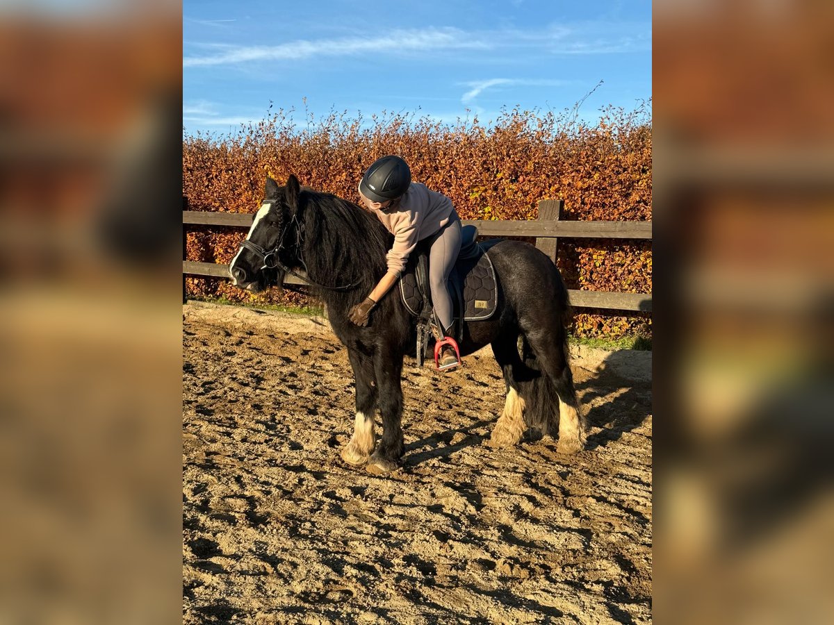 Gypsy Horse Mare 7 years 13,1 hh Black in Daleiden