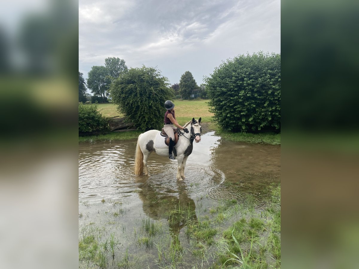 Gypsy Horse Mare 7 years 13,2 hh Pinto in Z&#xFC;lpichZ&#xFC;lpich