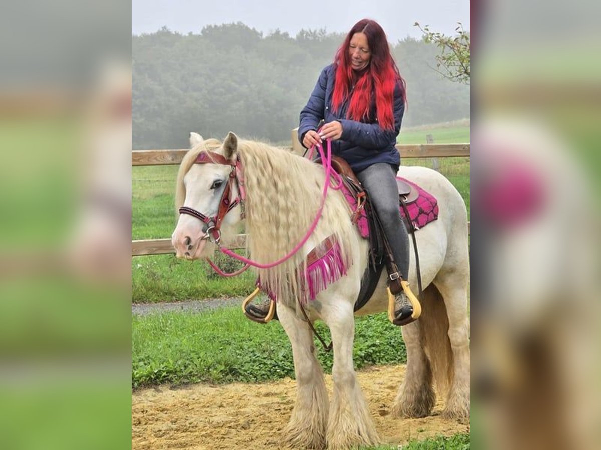 Gypsy Horse Mare 7 years 13,3 hh Pinto in Linkenbach