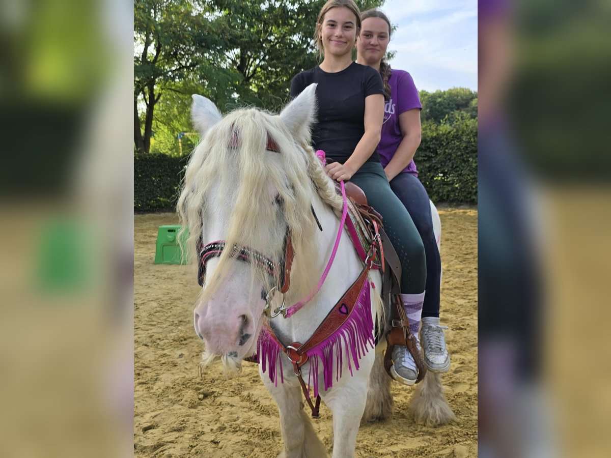 Gypsy Horse Mare 7 years 13,3 hh Pinto in Linkenbach