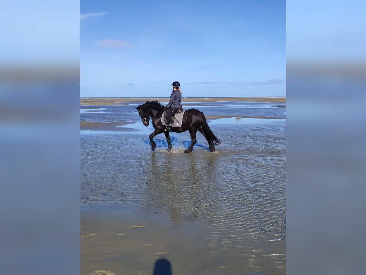 Gypsy Horse Mix Mare 7 years 14 hh Black in Gro&#xDF;heide Berumerfehn