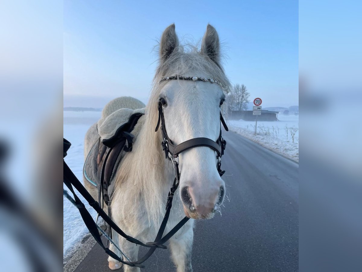 Gypsy Horse Mix Mare 7 years 14 hh Gray-Blue-Tan in Schwabhausen