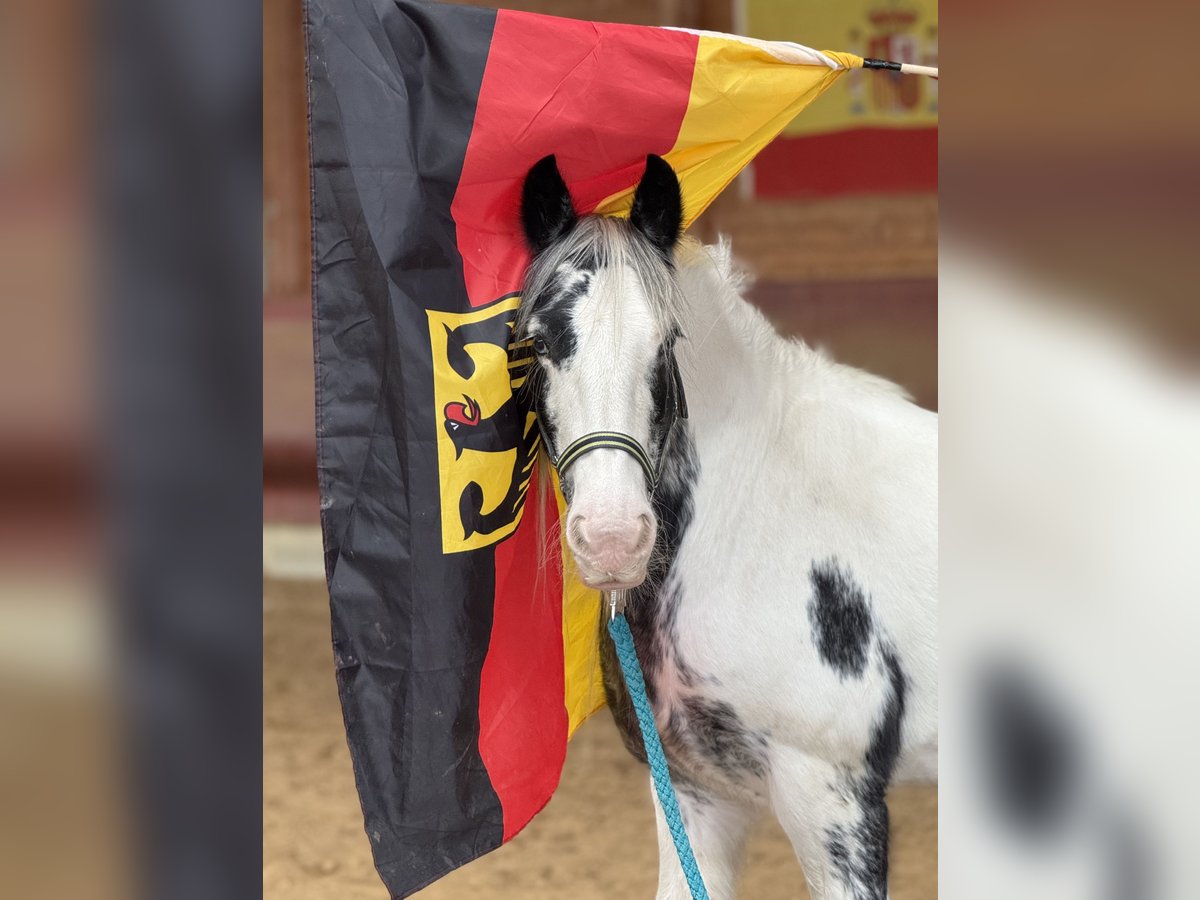 Gypsy Horse Mare 7 years 14 hh Pinto in Achstetten