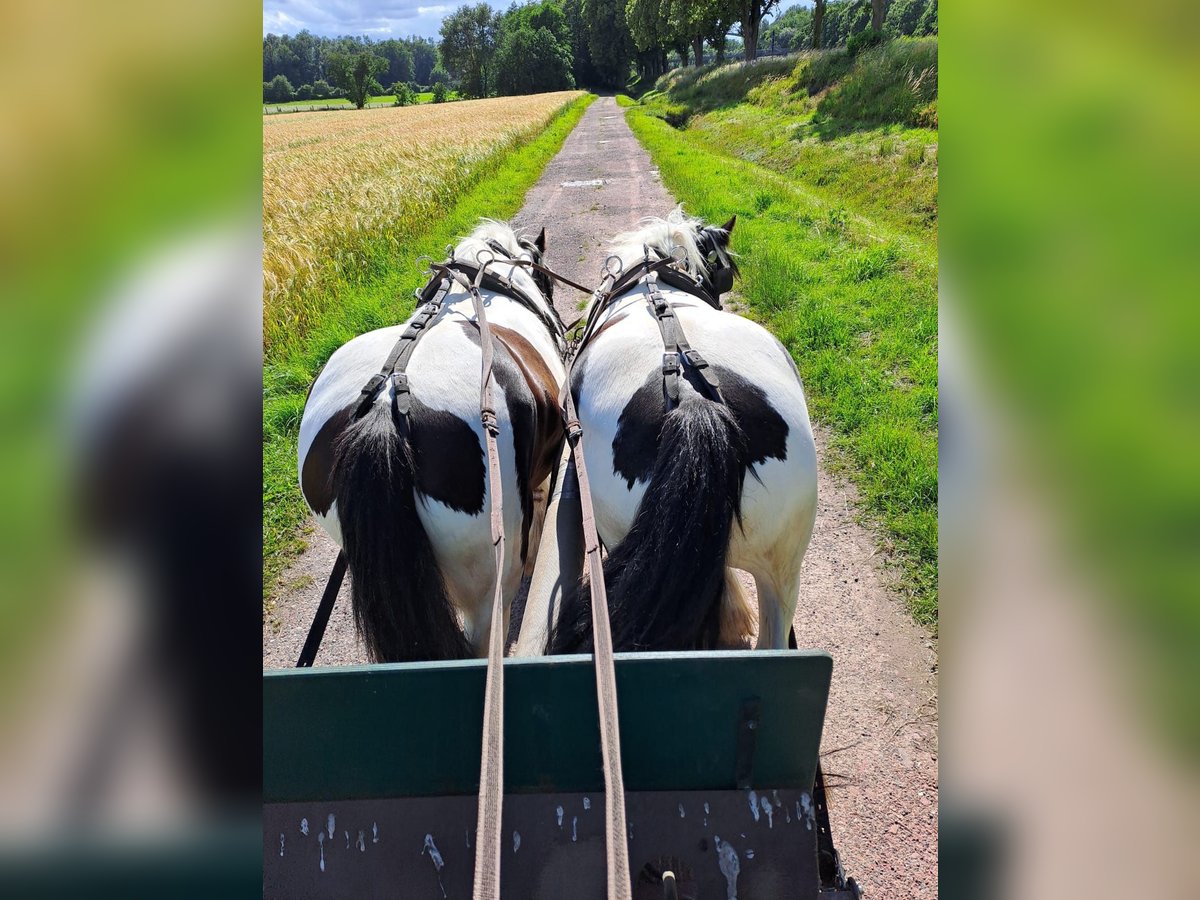 Gypsy Horse Mare 7 years 14,1 hh Pinto in Recke