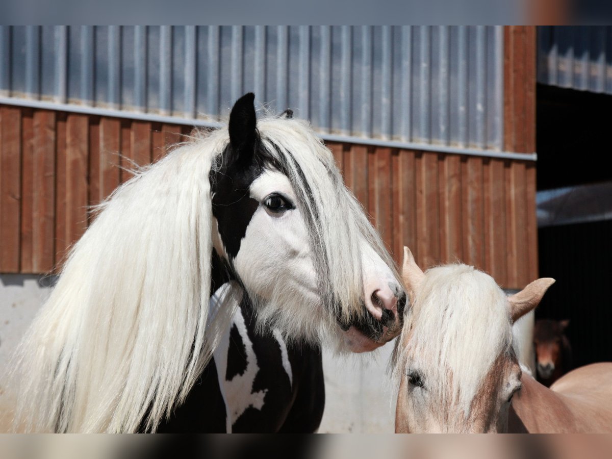 Gypsy Horse Mare 8 years 12,2 hh Pinto in Karlsbad