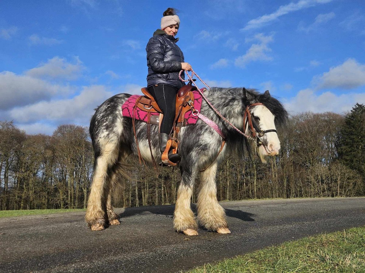 Gypsy Horse Mare 8 years 13,2 hh Tovero-all-colors in Linkenbach